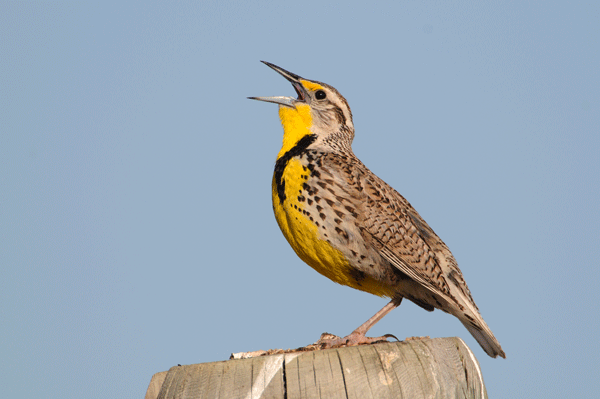 yellow breasted lark birds Yellow breasted lark birds